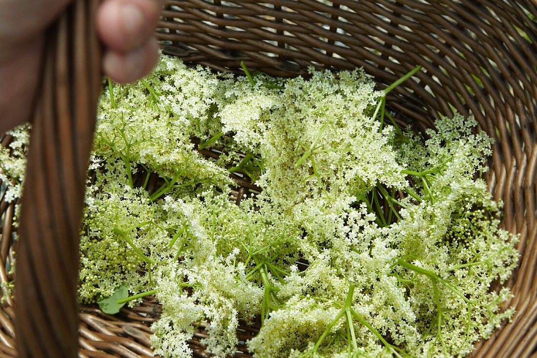 Elderflowers in a basket