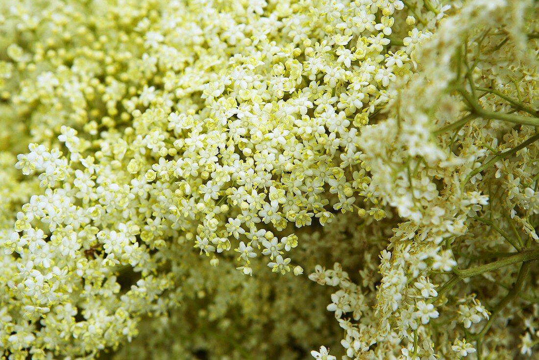 Elderflowers