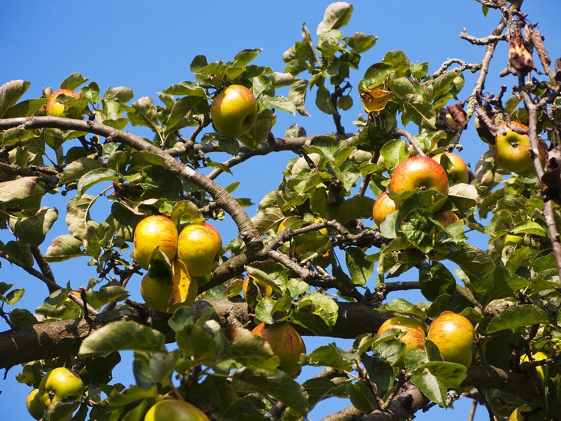 Crab apples on the tree