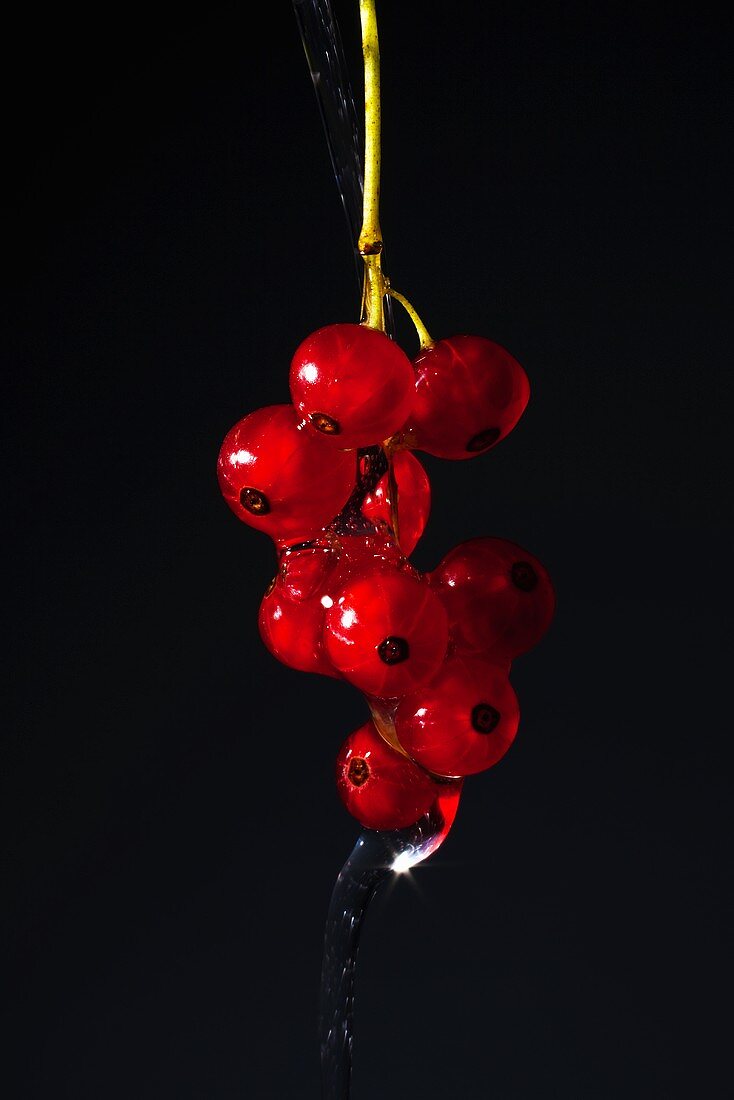 Redcurrants with water