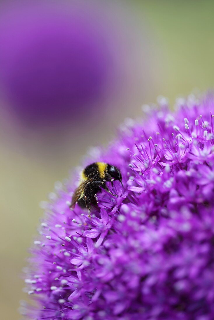 Bumble bee on a purple flower