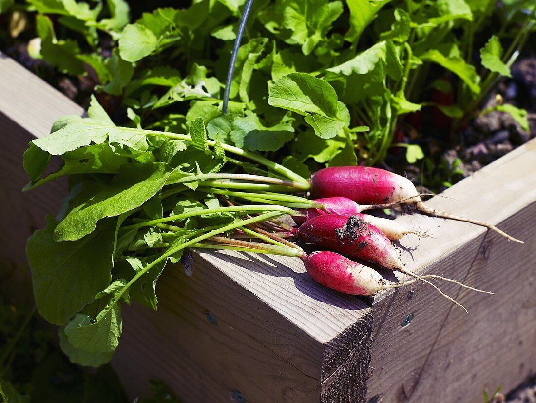 Freshly picked radishes on the edge of a raised vegetable bed