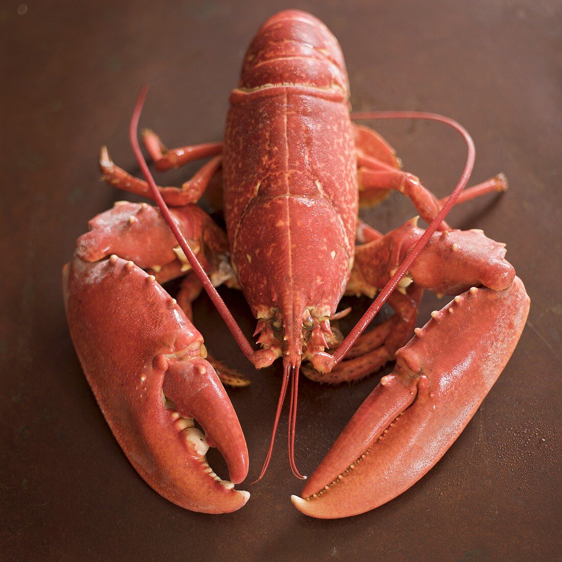 Whole cooked lobster