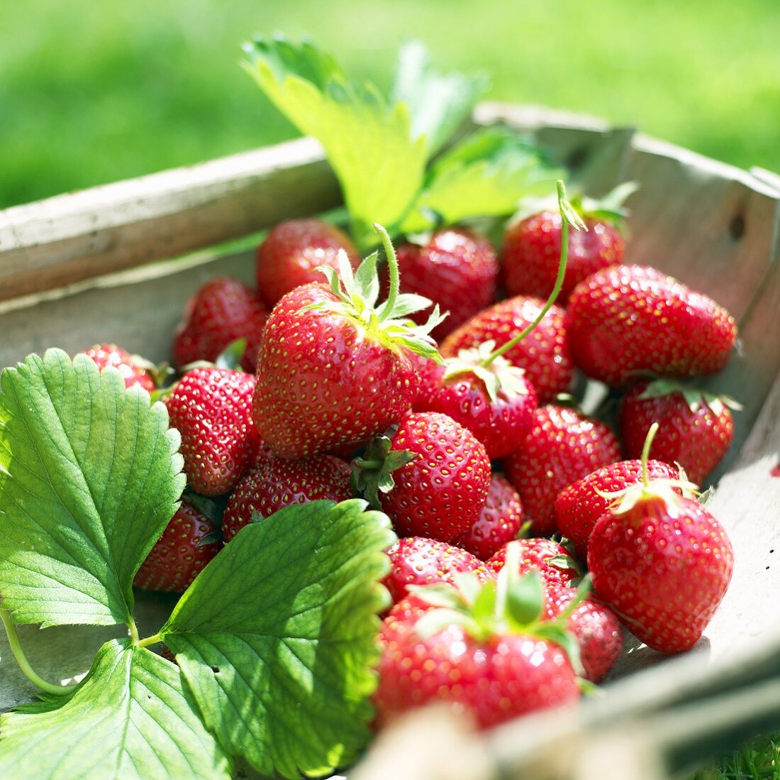 Frische Erdbeeren im Holzkorb