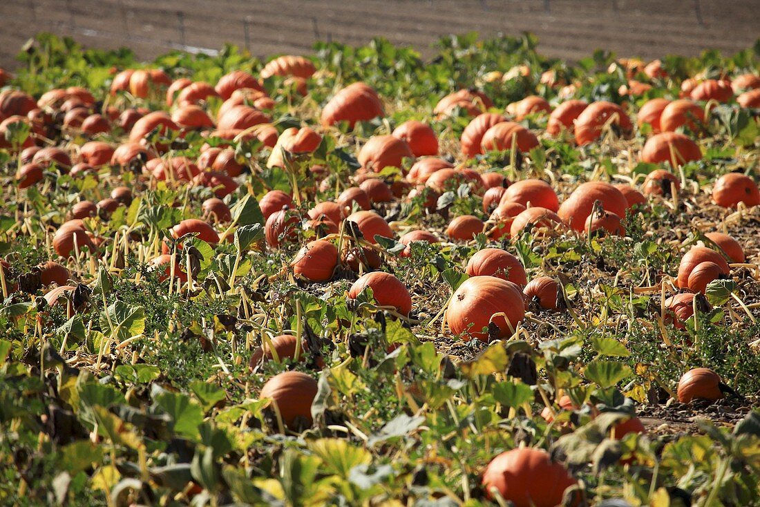 Pumpkins in the field