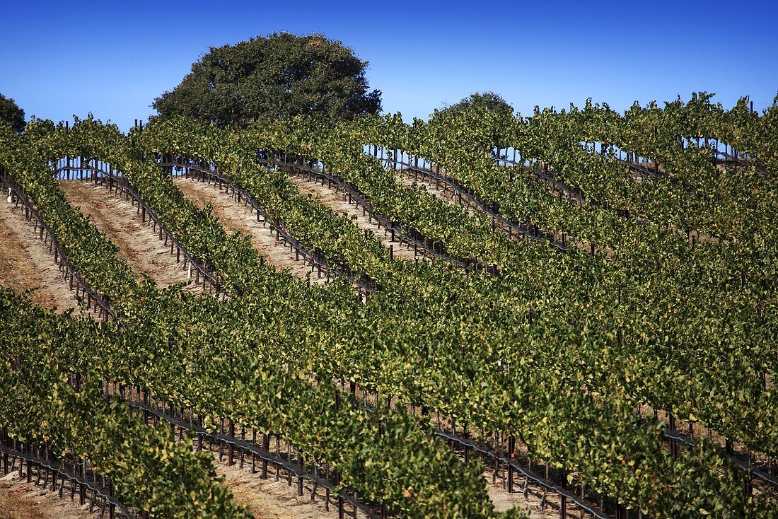 Vineyard, Central Coast, California, USA