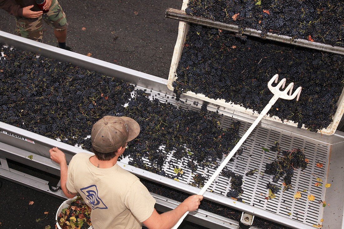 Pinot Noir grapes on sorting table, De Loach Vineyards, California, USA