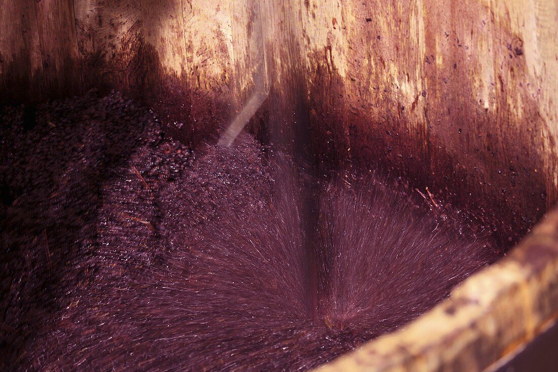 Pinot Noir Trauben fermentieren, De Loach Vineyard, Sonoma, Kalifornien