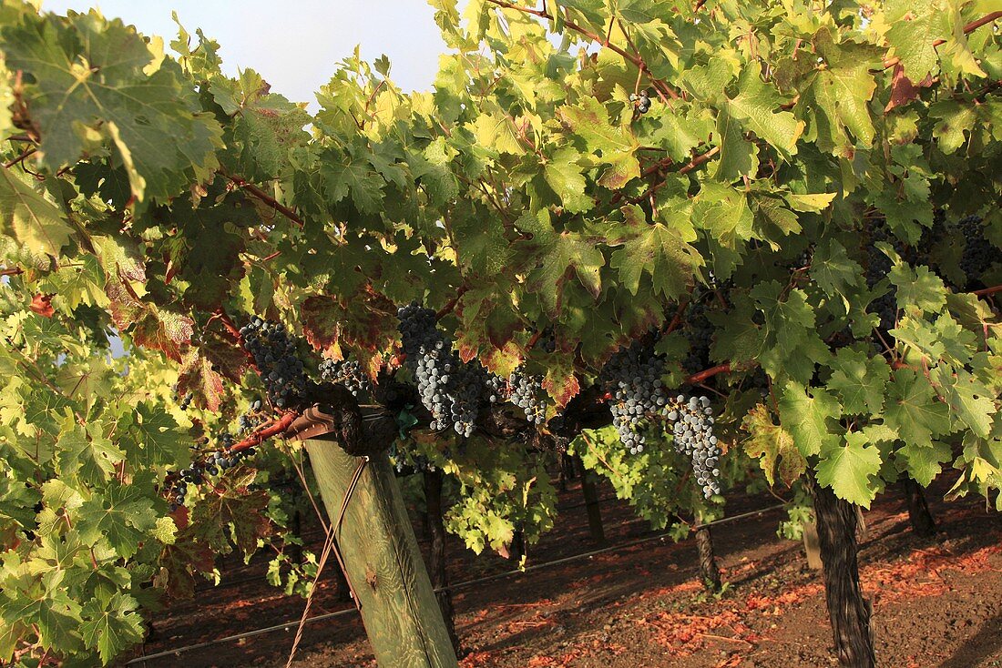 Zinfandel grapes on the vine, Napa Valley, California, USA