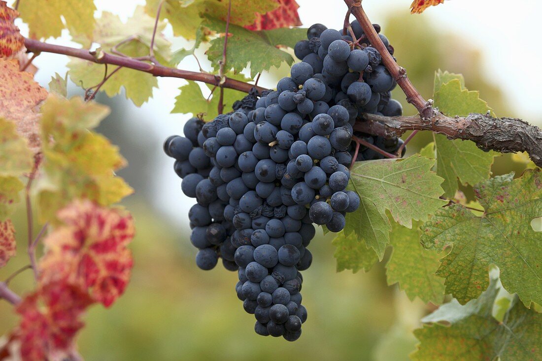 Zinfandel grapes on the vine, Sonoma Valley, California