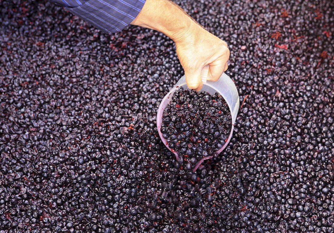 Pinot Noir Weintrauben nach der Weinlese