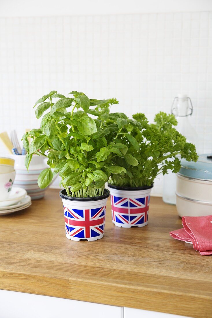 Basil and parsley in pots on a fridge