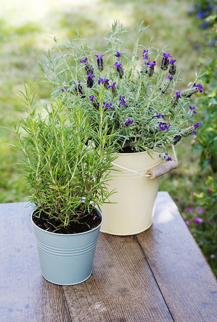 Rosemary and lavender in pots