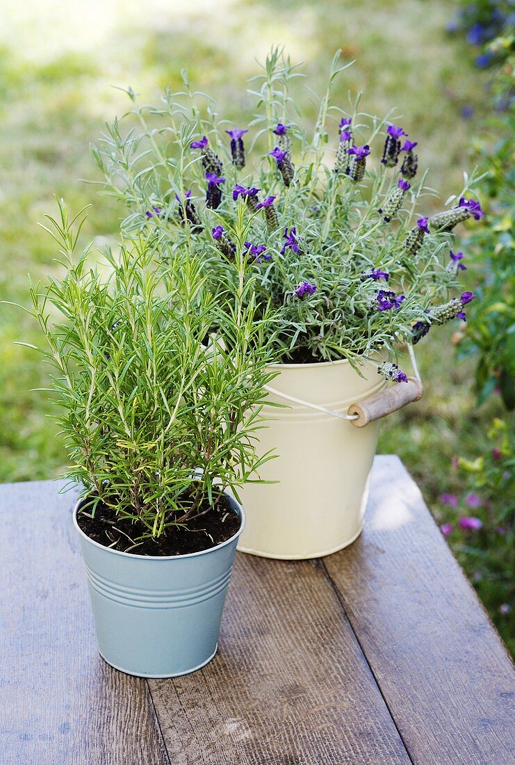 Rosmarin und Lavendel in Töpfen