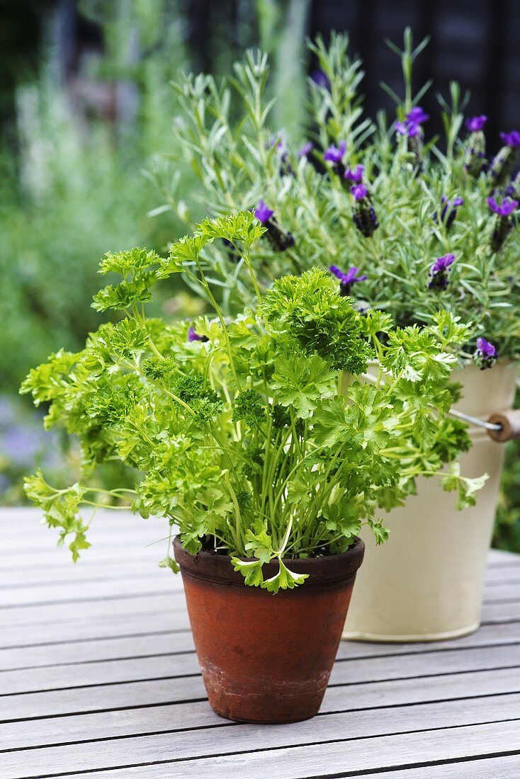 Petersilie und Lavendel in Töpfen auf Gartentisch