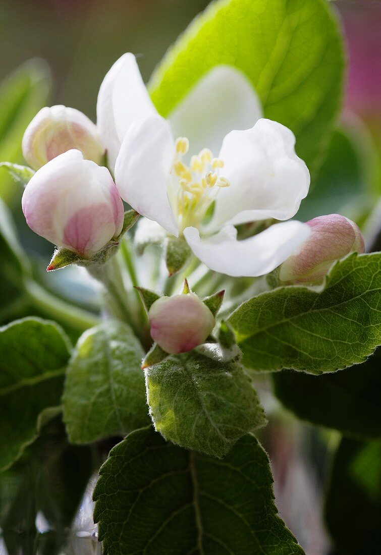 Apfelblüten am Zweig