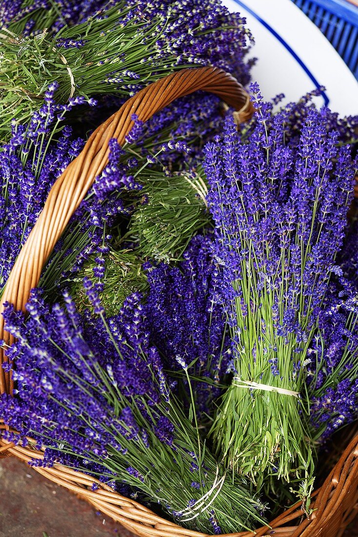 Bunches of lavender in a basket