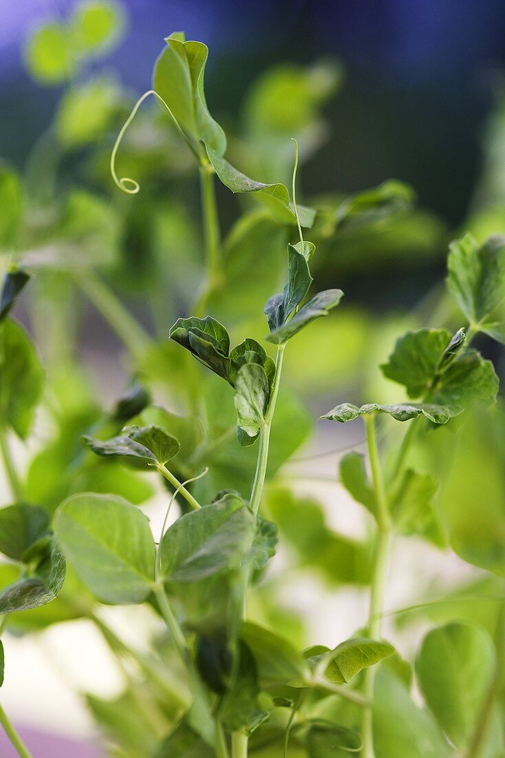 Sugar snap plants