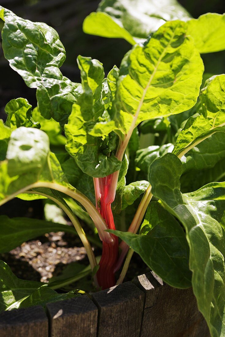 Young chard in a flowerbed