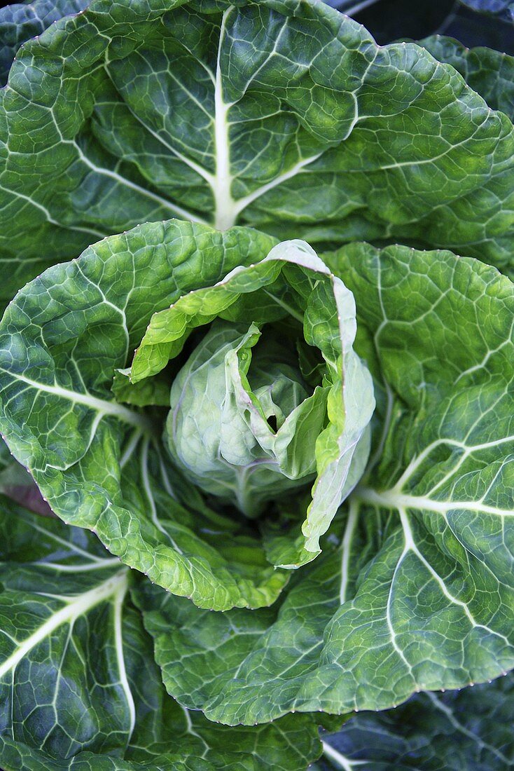 A pointed cabbage on a field