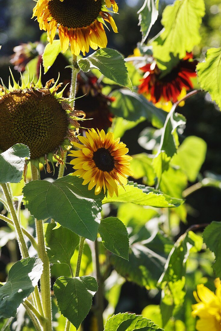 Sunflowers