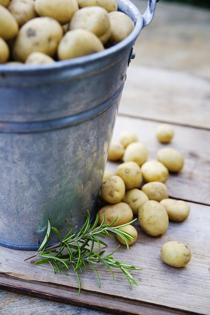 Freshly harvested potatoes in a bucket