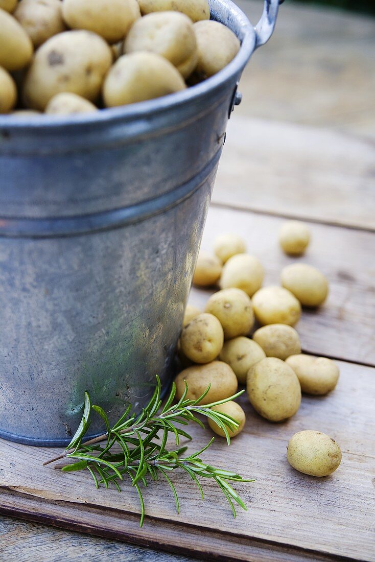 Frisch geerntete Kartoffeln in einem Eimer