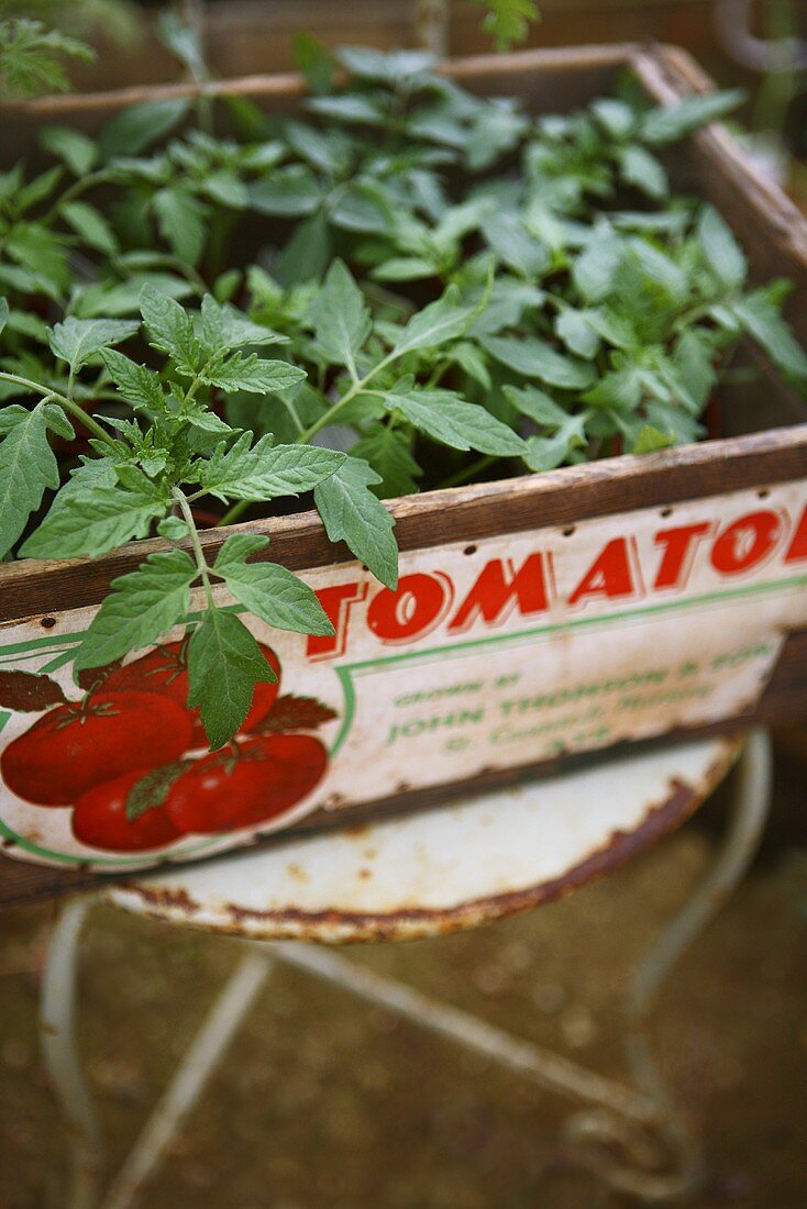 Junge Tomatenpflanzen in einer Kiste