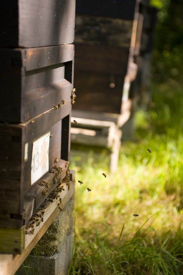 Bienen vor einem Bienenstock