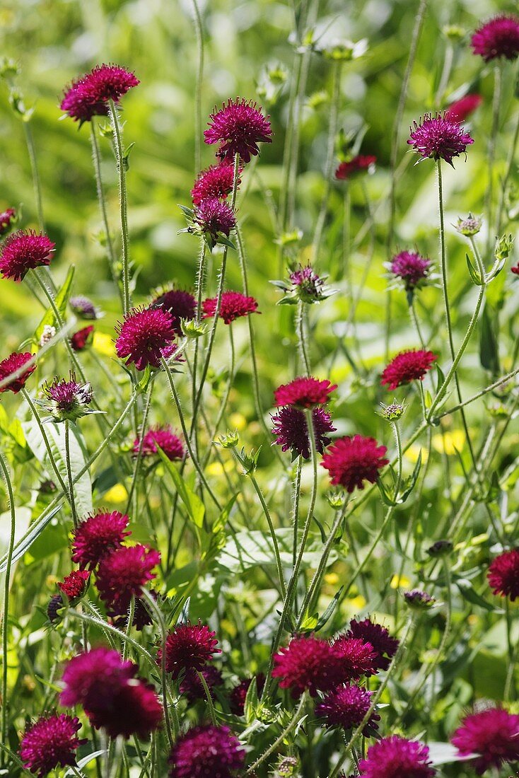 Pincushion flowers in a meadow