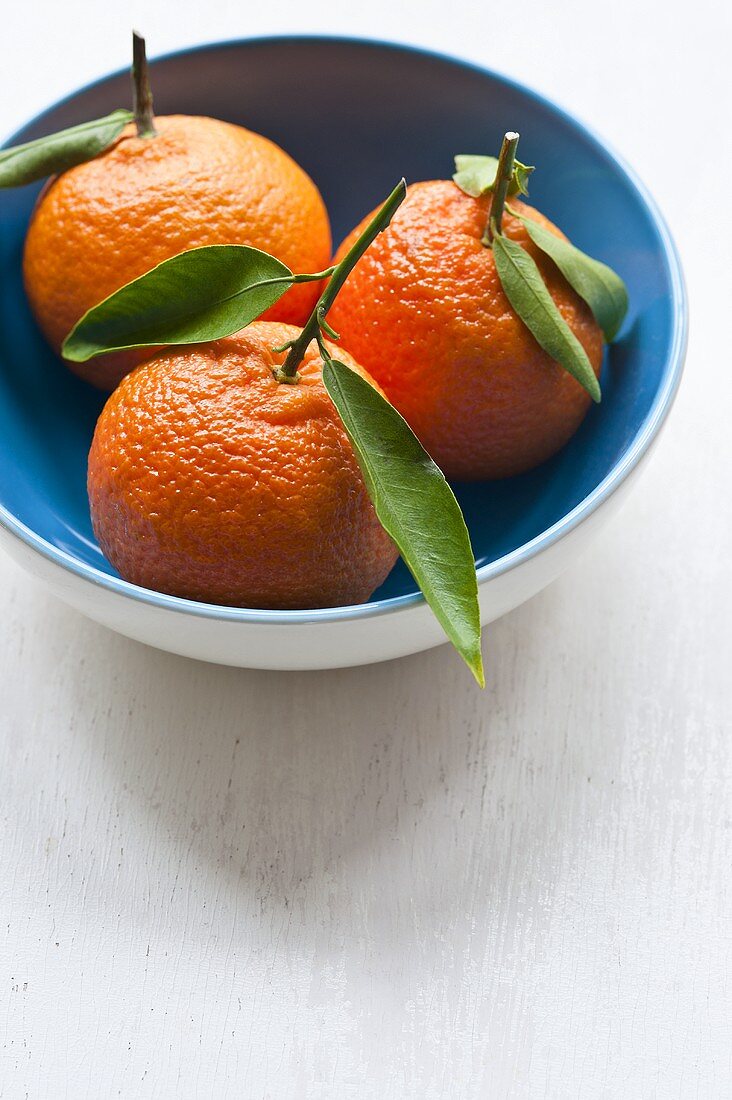 Tangerinen mit Blättern in blauer Schale