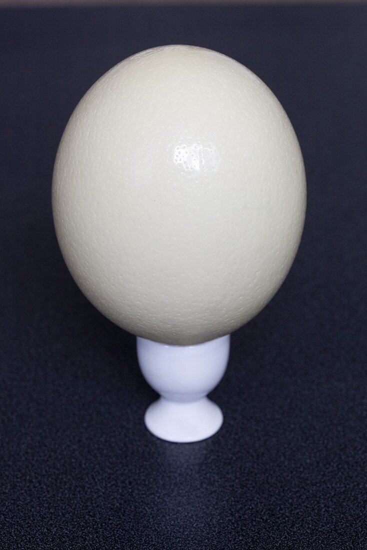 An ostrich egg in an eggcup