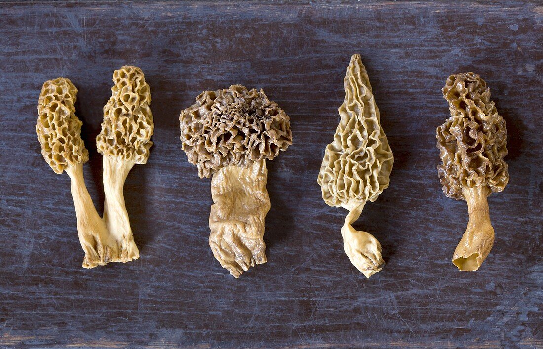 A row of morel mushrooms