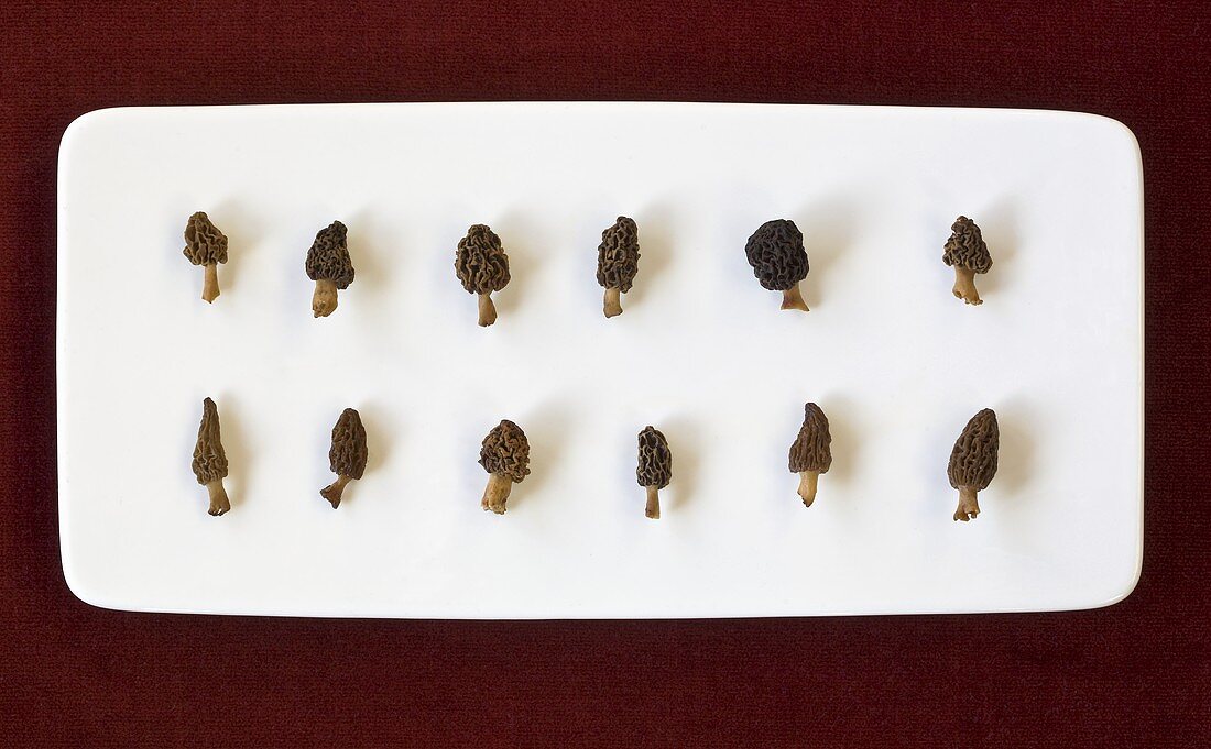 Two rows of morel mushrooms on a white plate, seen from above