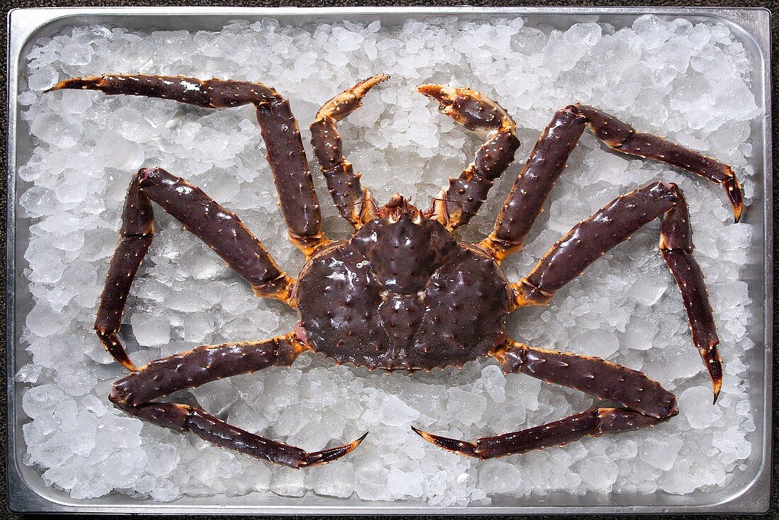 A red king crab