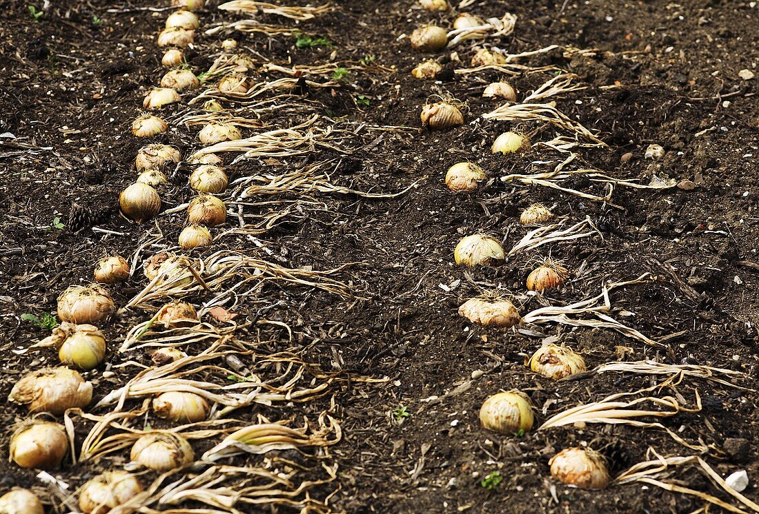 Onions drying in a field