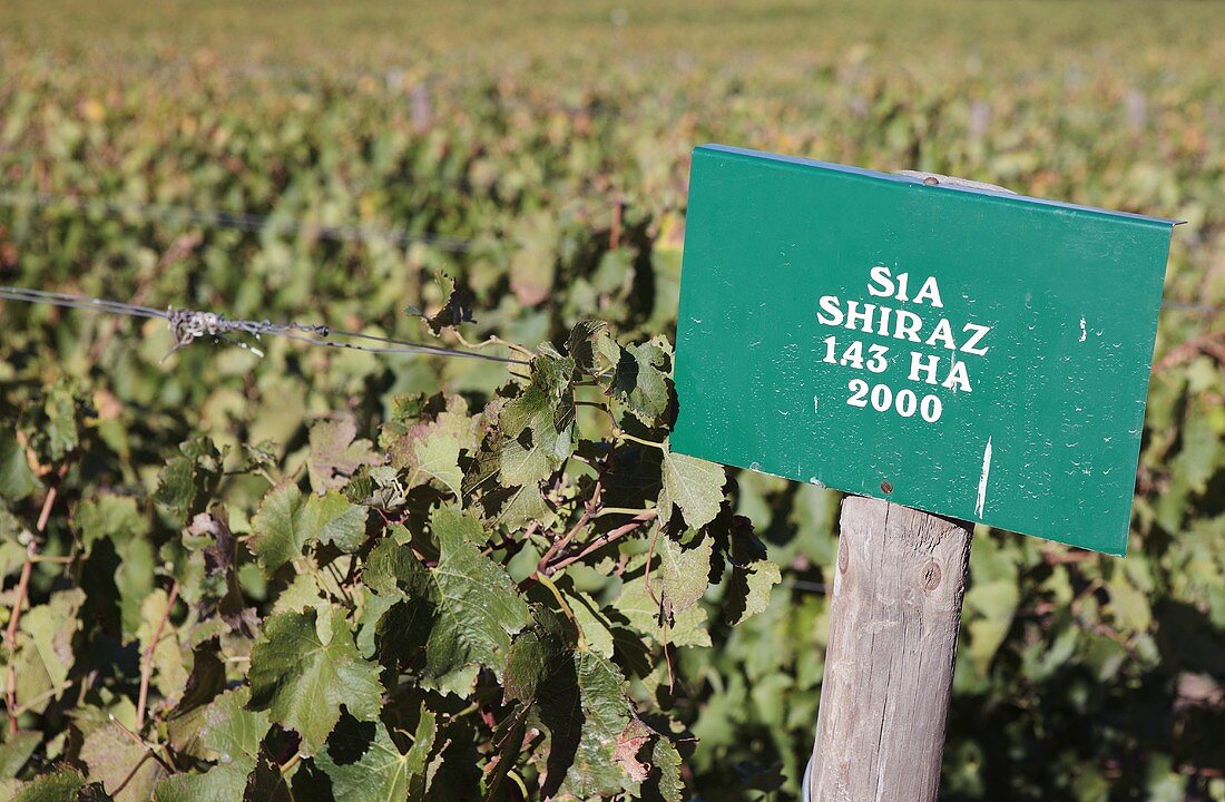 A vineyard and sign denoting the grape variety Shiraz