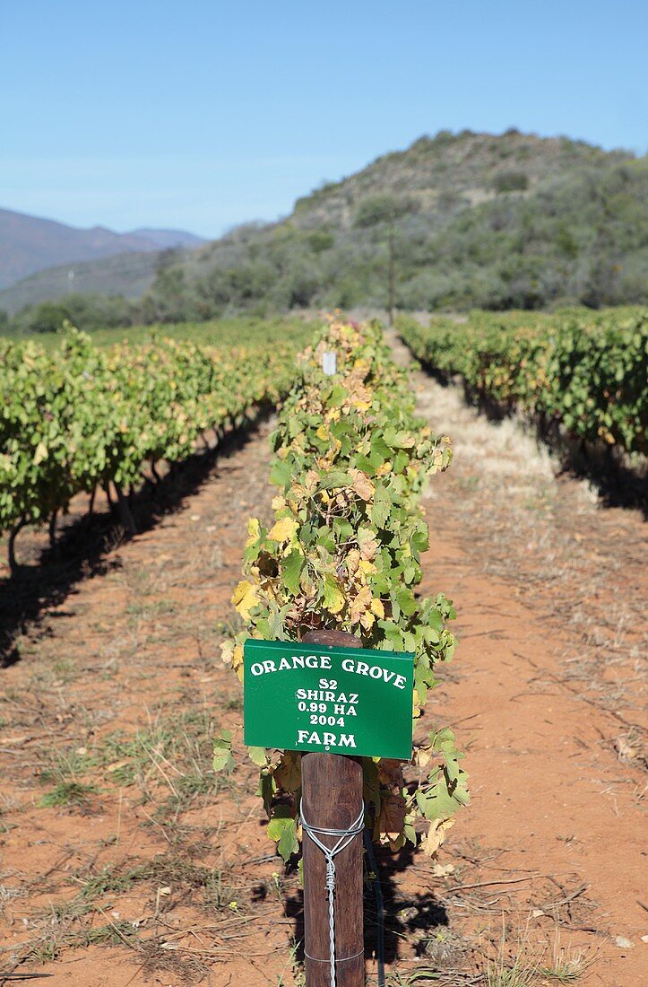 A Shiraz vineyard in Orange Grove, near Robertson, West Cape Province, South Africa