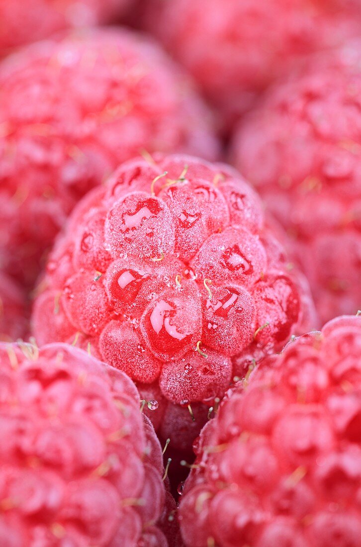 Frische Himbeeren