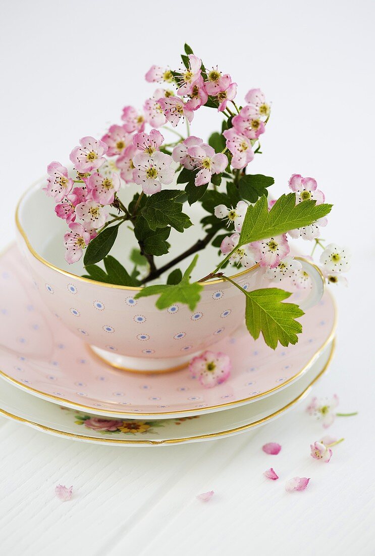 Rosafarbene Weissdornblüten in rosa Tasse