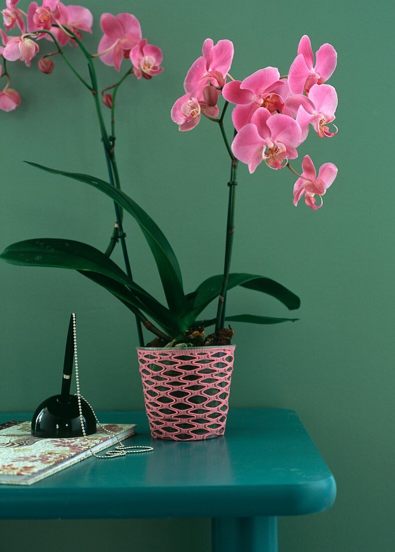 Orchids on table