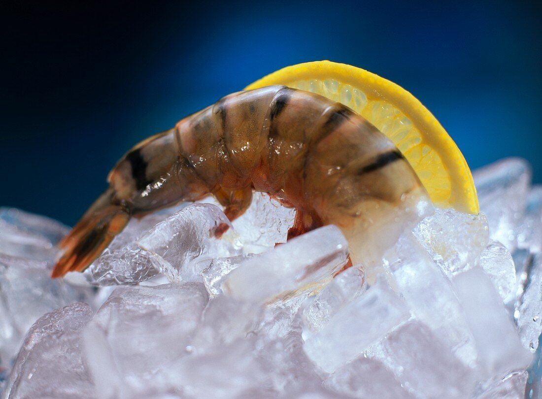 A tiger prawn on ice