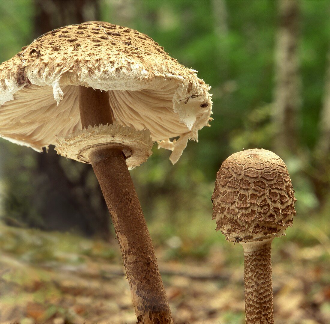 Two parasol mushrooms in a forest