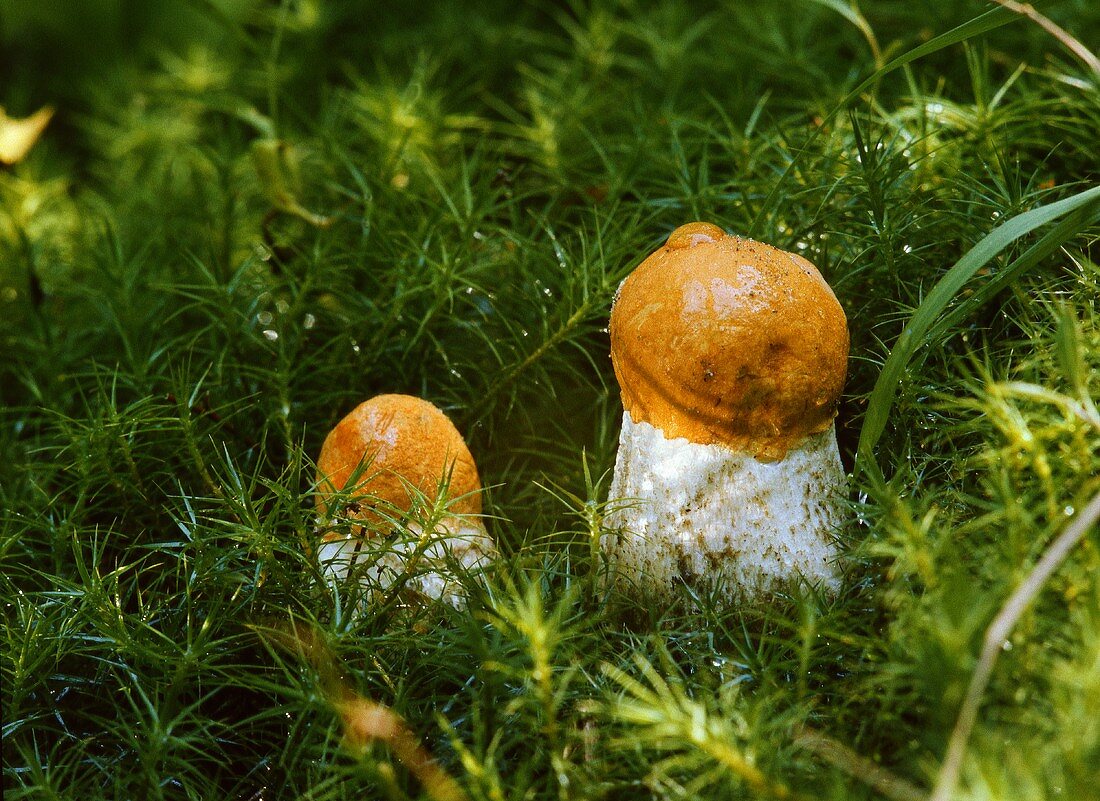 Steinpilze (Orange Cap Boletes) im Wald