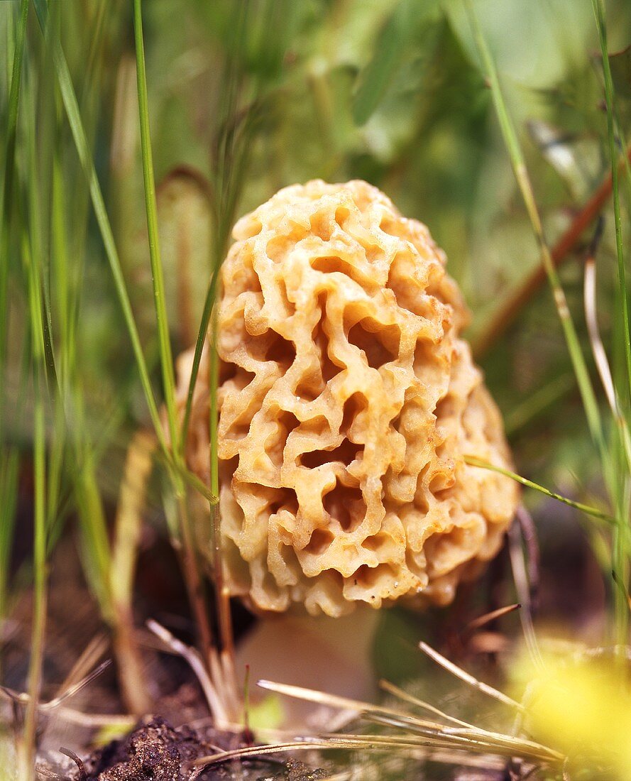 A morel mushroom in a forest