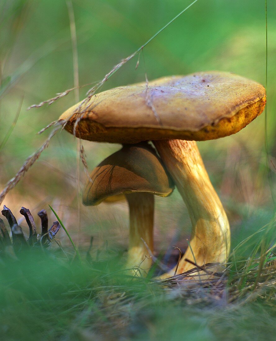 Ceps in forest, close-up