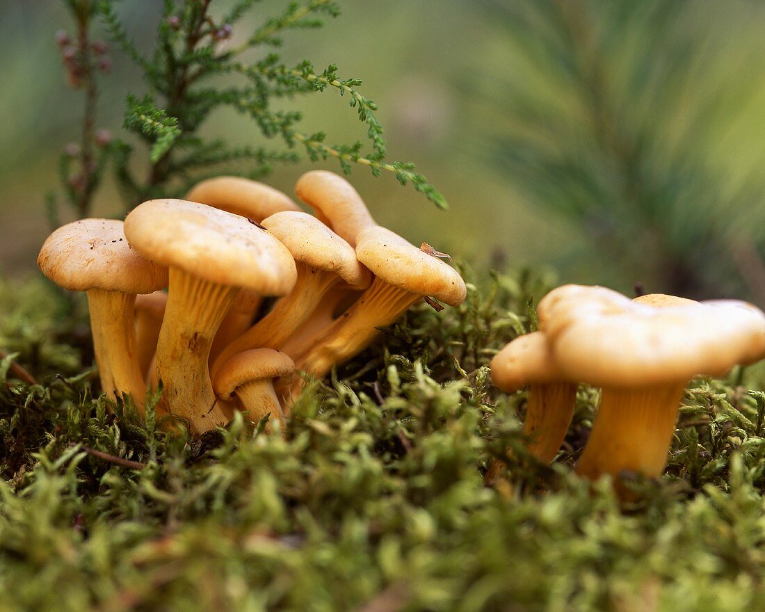 Chanterelles in forest