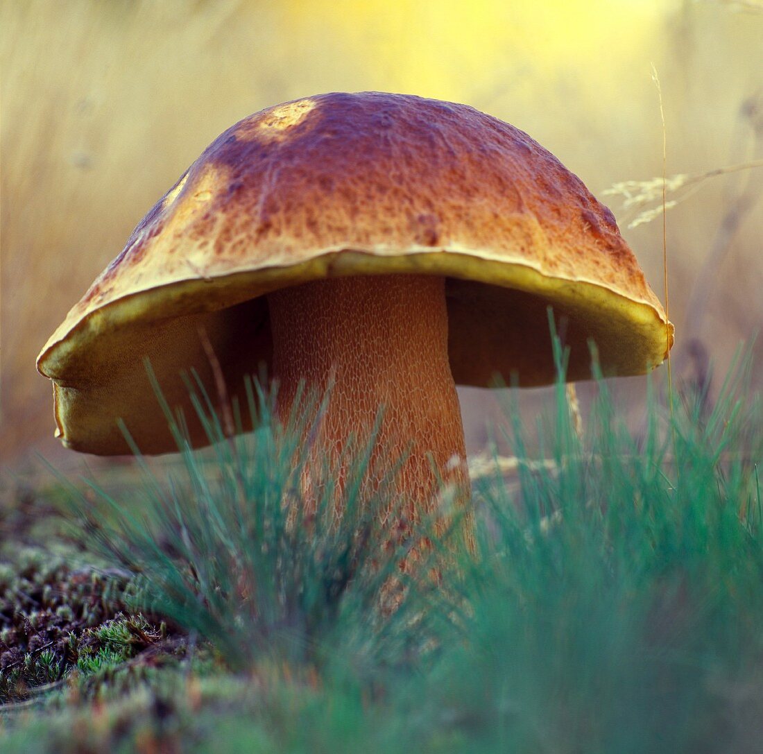 Steinpilz im Wald