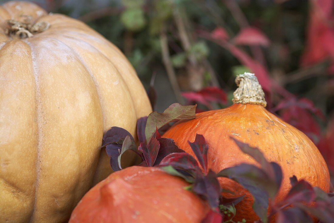 Various pumpkins and autumnal leaves