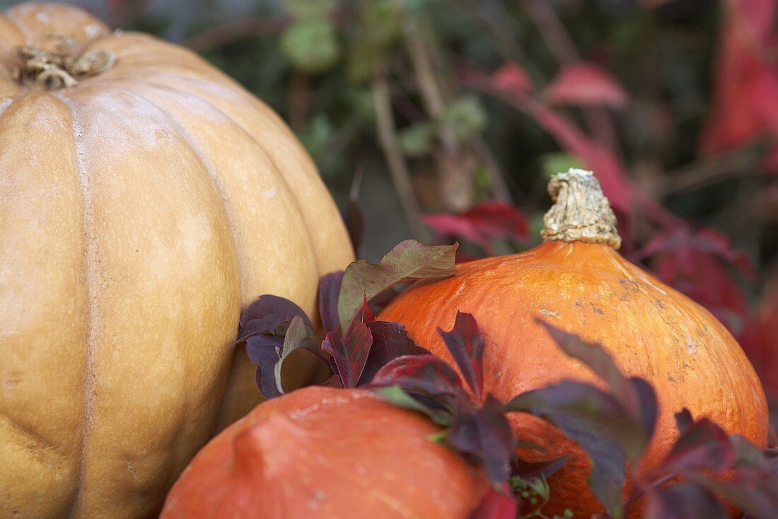 Verschiedene Kürbisse und Herbstblätter